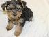 PoulaTo: Teacup Yorkie