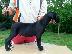 PoulaTo: Cane Corso καθαροαιμα 6979314054 ΑΘΗΝΑ-ΘΕΣΣΑΛΟΝΙΚΗ- ΚΡΗΤΗ 6979314054...