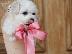 PoulaTo: Bichon Frize κουτάβια