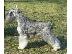 PoulaTo: Schnauzer mini SALT PEPPER Θηλυκό, 10 μηνών