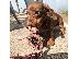 PoulaTo: Μίνι Dachshunds