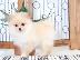 PoulaTo: Ρομαντικό Pomeranian Puppies