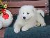 PoulaTo: Κουτάβια Samoyed για υιοθεσία