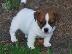 PoulaTo: Γλυκά γοητευτικά κουτάβια Jack Russell