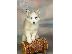 PoulaTo: Original Christmas Present- Siberian Hasky