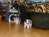 PoulaTo: μίνι κουτάβι Biewer-Yorksire-Terrier