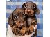 PoulaTo: Dachshund