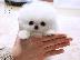PoulaTo: Αξιολάτρευτο Pomeranian Puppies γενεαλογικό
