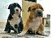 PoulaTo: American staffordshire terrier απο τα καλυτερα αιματα 6979314054