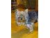 PoulaTo: Yorkshire Terrier καθαροαιμα κουταβια Αθηνα 6979314054