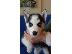 PoulaTo: Siberian Husky Original Colour for sale!