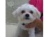 PoulaTo: Μαλτεζ μινι - Maltese mini