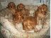 PoulaTo: Cocker Spaniel καθαροαιμα  ΘΕΣΣΑΛΟΝΙΚΗ  2311 288 660