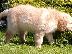 PoulaTo: Golden Retriever retriever