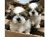 PoulaTo: όμορφα κουτάβια shih tzu