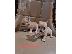 PoulaTo: Adorable Chihuahua Puppies