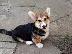 PoulaTo: Ουαλικό Corgi Pembroke