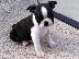 PoulaTo: Ειδική Boston Terrier κουτάβια