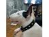 PoulaTo: BullTerrier Arseniko