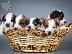 PoulaTo: Jack russell