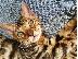 PoulaTo: Ready * έτοιμο τώρα * εντυπωσιακό χιόνι Βεngal kittens * 