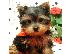 PoulaTo: Yorkshire Terrier προς πώληση με γενεαλογικά έγγραφα