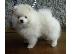 PoulaTo: Pomeranian καθαροαιμα θεσσαλονικη 6988190151