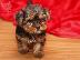 PoulaTo: Διατίθενται όμορφα κουτάβια Yorkshire Terrier.
