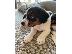 PoulaTo: Εκπληκτικά κουτάβια Jack Russell