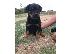 PoulaTo: Rottweiler Pups