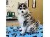PoulaTo: Pomsky puppy is now ready for adoption