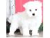 PoulaTo: Maltese