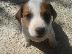 PoulaTo: Jack Russel καθαρόαιμα 2 μηνών