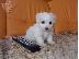 PoulaTo: Μαλτέζ μίνι (Maltese mini)...