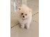 PoulaTo: Pomeranian όλα kc reg.