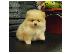 PoulaTo: Δύο Awesome Pomeranian Puppies