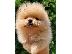 PoulaTo: Pomeranian Spitz αρκουδάκια
