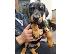 PoulaTo: Κουτάβια Doberman Pinscher