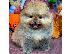 PoulaTo: POMERANIAN