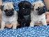 PoulaTo: Pug Mops κουταβακι