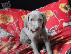 PoulaTo: κουτάβια Weimaraner
