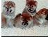 PoulaTo: Shiba Inu κουτάβια
