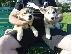 PoulaTo: Το Siberian huskies cross collie ηλικίας 8 εβδομάδων είχε την