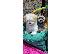 PoulaTo: Havanese Bichon