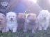 PoulaTo: Πώληση Chow Chow