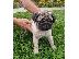 PoulaTo: Pug κουτάβια