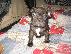 PoulaTo: French Bulldog