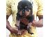PoulaTo: Adorable Rottweiler Puppy For Sale