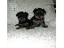 PoulaTo: Cane Corso καθαροαιμα 6979314054 ΑΘΗΝΑ-ΘΕΣΣΑΛΟΝΙΚΗ- ΚΡΗΤΗ 6979314054...