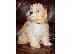 PoulaTo: Maltipo puppies ready 4 a new home